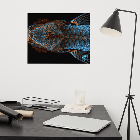 Poster - The model fish